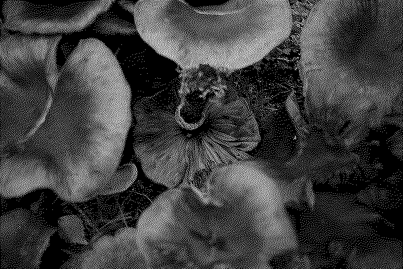 Mushrooms from a cemetery in Scotland