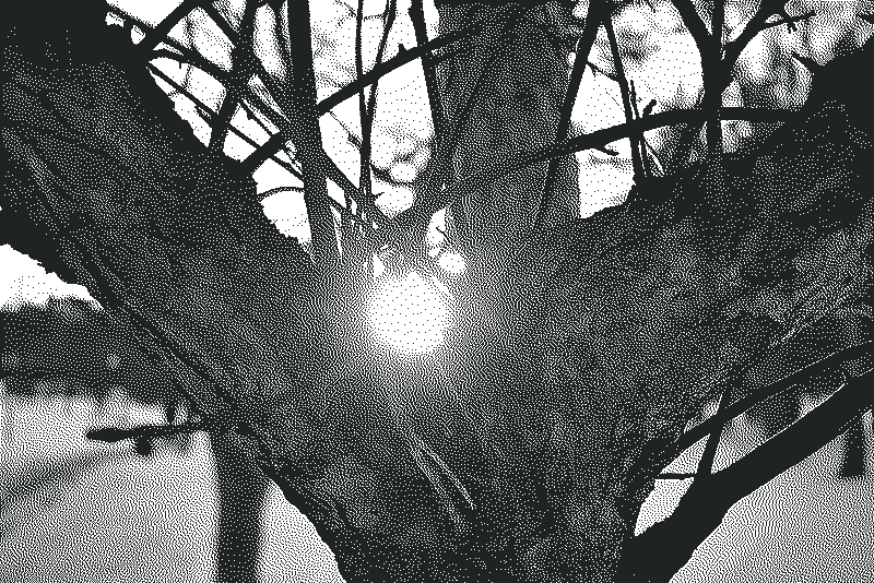 The sun through some branches