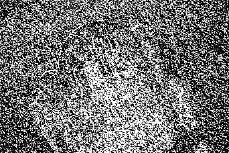 A willow detail on a gravestone