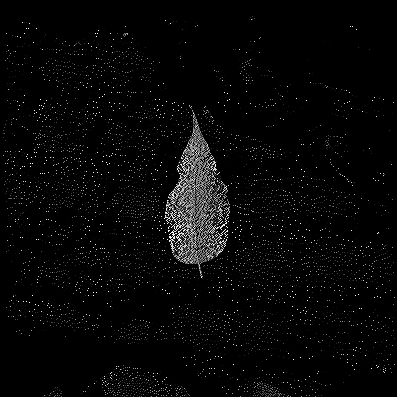 Single leaf on black wood