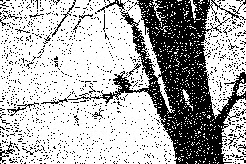 A squirrel looking at us from a tree branch