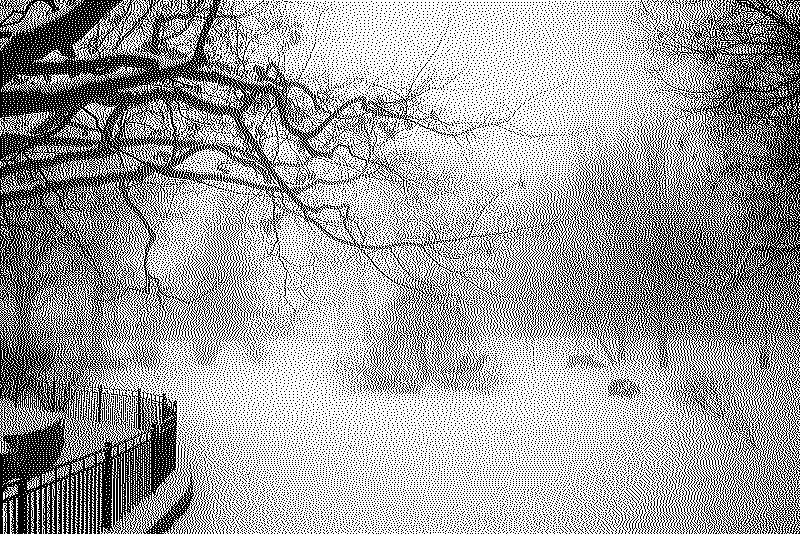 Looking across a frozen pond with naked branches reaching overhead