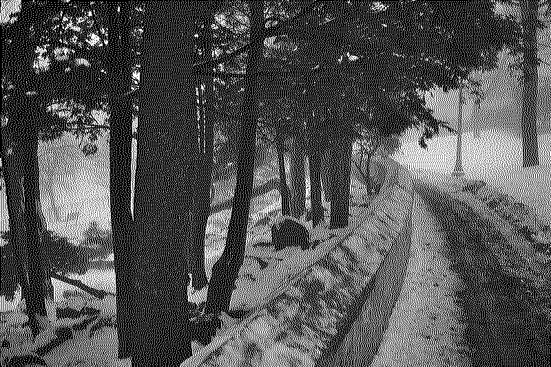 A foggy path with some tree and stone wall