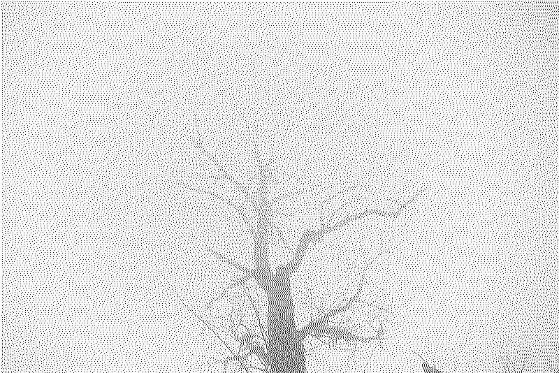 Single tortured tree disapearing in the fog