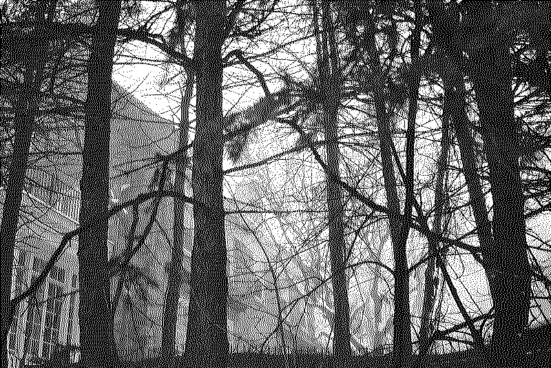 Houses behind a wall of trees