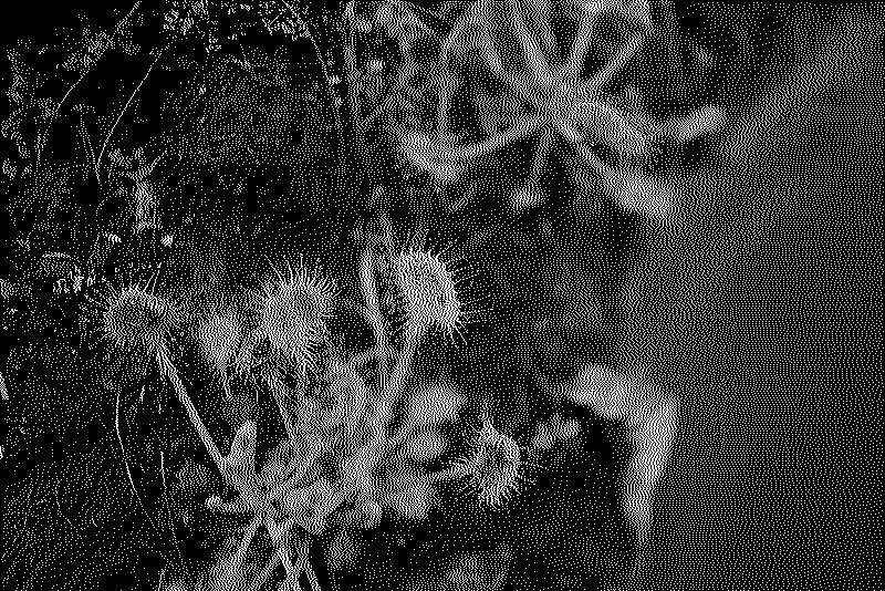 Small drosera plants on a log