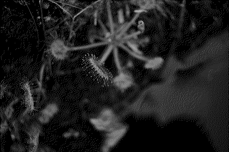 Close-up of the sticky hairs of the drosera