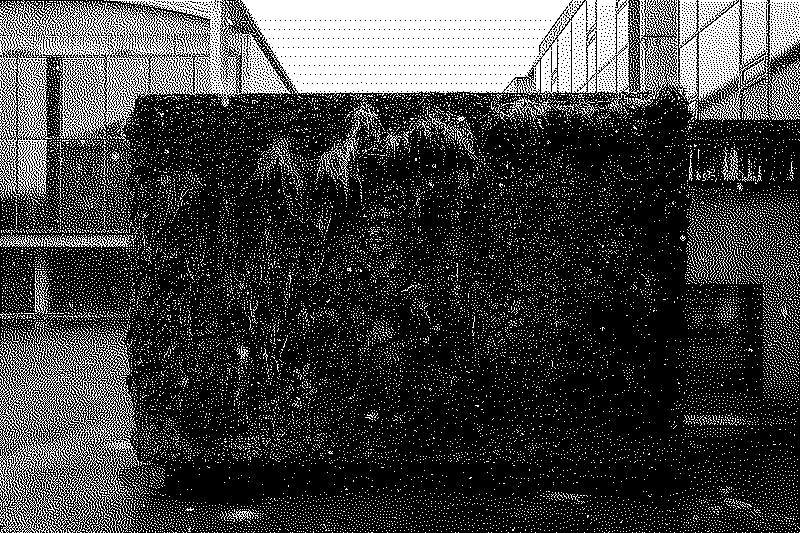 Moss wall in Reykjavík