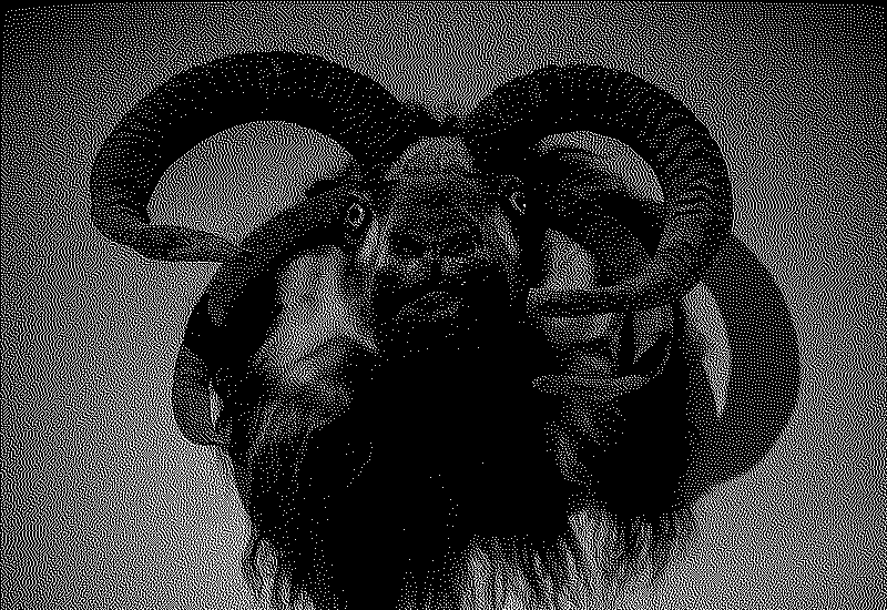 Large goat head with 4 horns part of the natural history collection of the Skoga museum