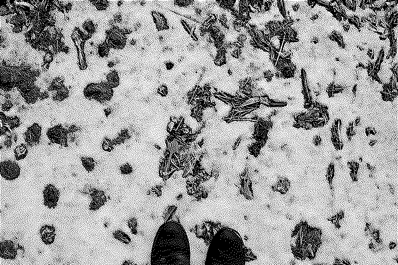 Fish bones scattered at my feet