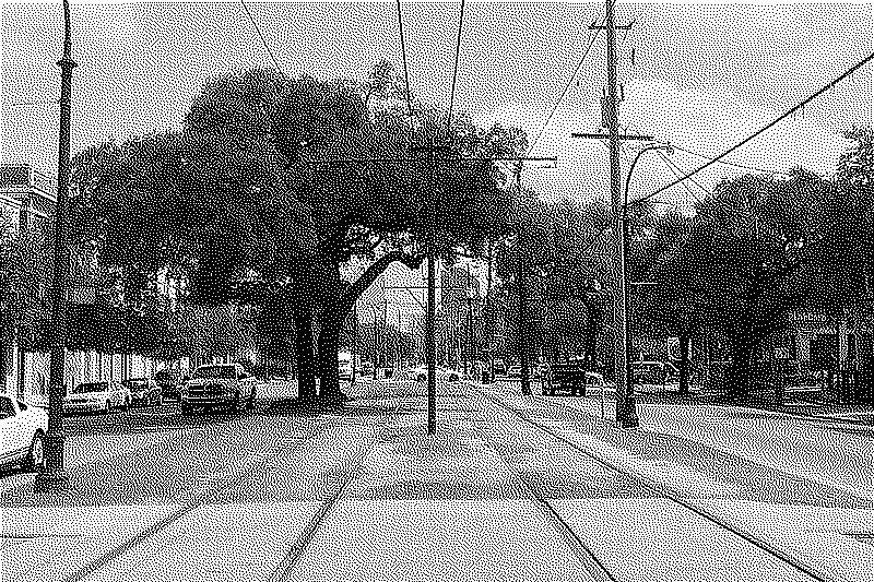 Tramway tracks and some mighty trees