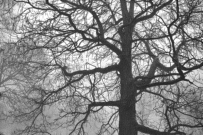 Tortured tree against a fog backdrop