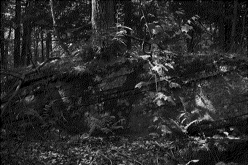 Large stone in the woods with a tree growing on top