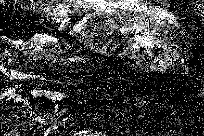 Eroded stones in the woods with sunlight filtering through leaves