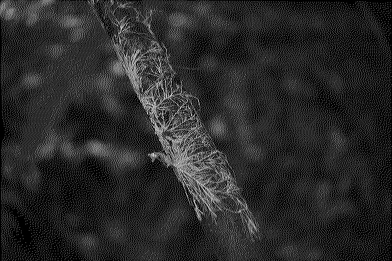 Mycelium covering a dead branch