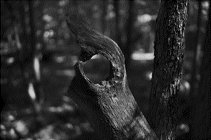 Dead wood with a circular hole through it