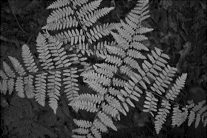 Light green fern leaves