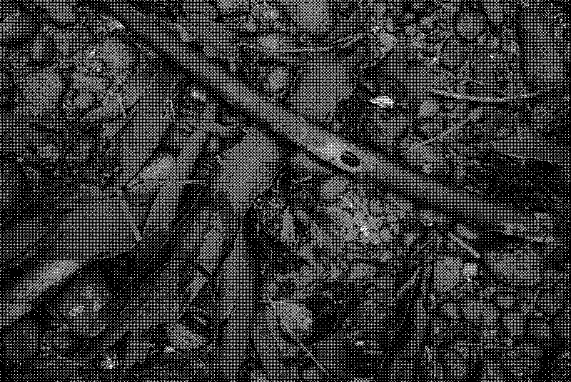 Fragments of darkened bull kelp washed up on the shore