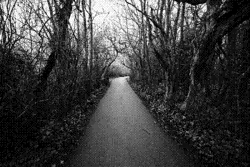 The path at the top of the cliff, with gnarly moss-covered trees arching overhead