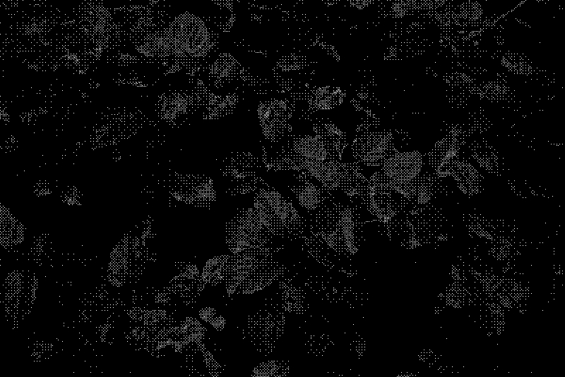 Salal leaves
