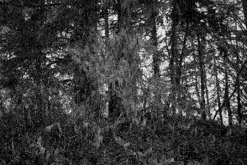 Old man&rsquo;s beard covering trees