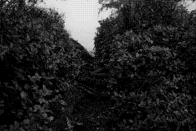 One of the paths leading to the point today, with dense vegetation packed on both sides