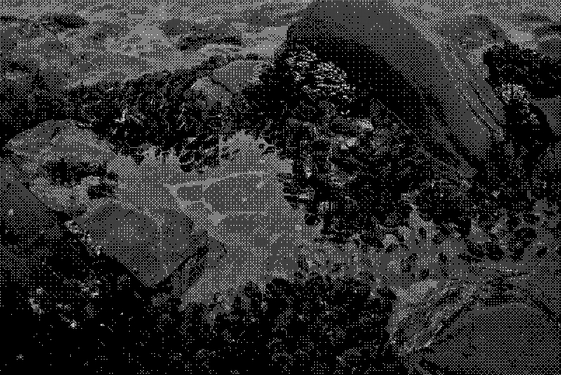 A mix of mussels and barnacles