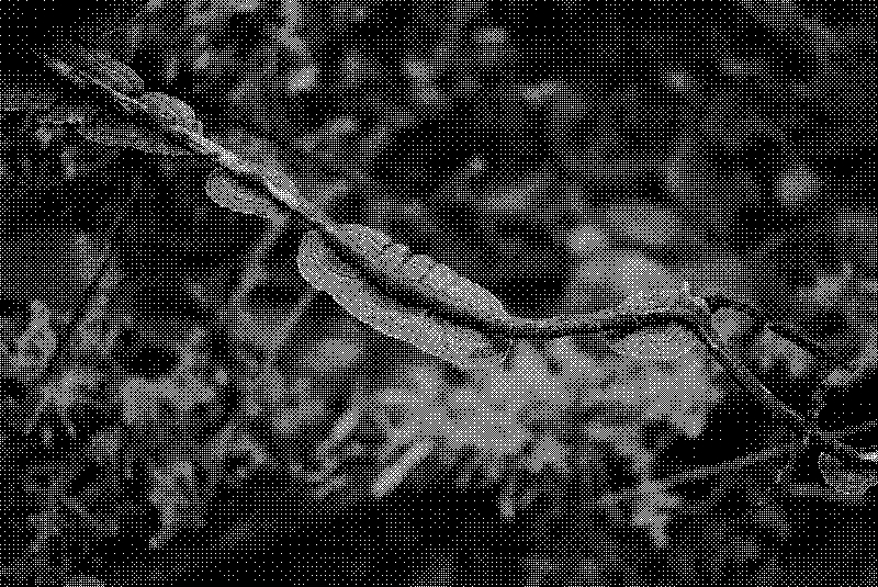 Branch with mushroom growing along an axis on it