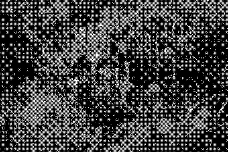 Close-up of ground cover composed of a variety of mosses and lichens
