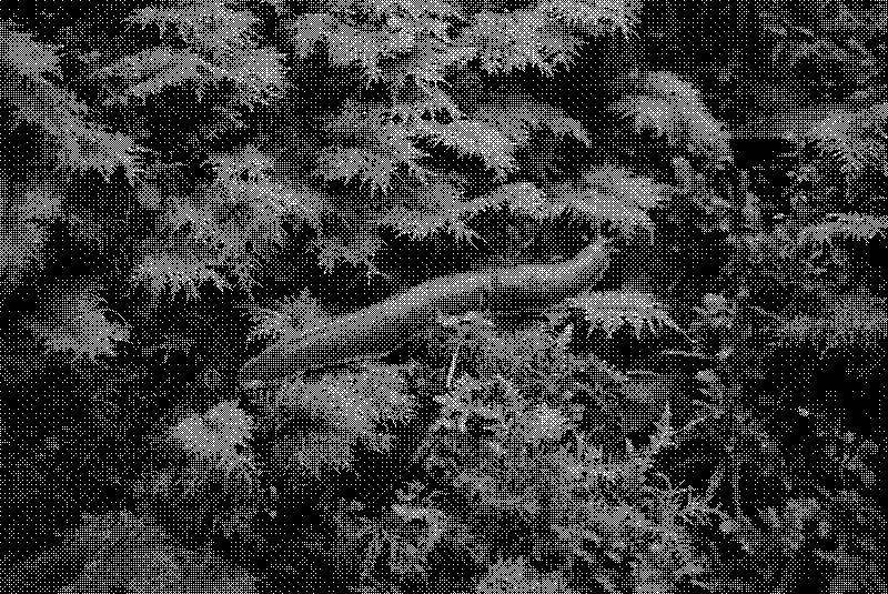 Large banana slug crawling over some moss