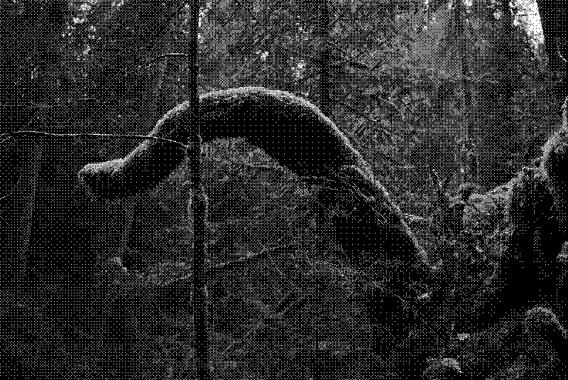 Broken oddly-shaped branch covered in moss vaguely resembling a creature&rsquo;s neck and head