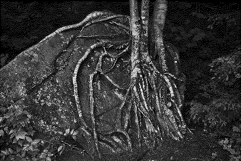 Endless roots growing on a boulder