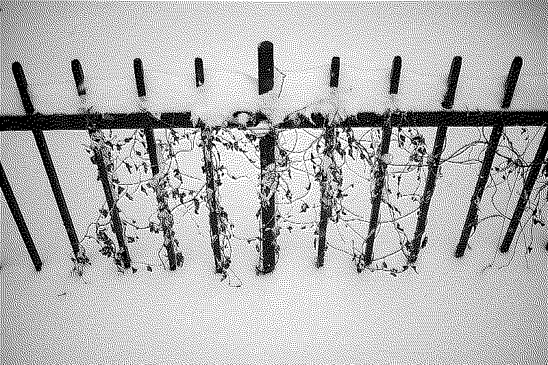 An iron fence buried in the snow