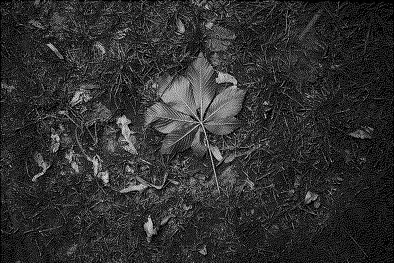 A single leaf on the ground