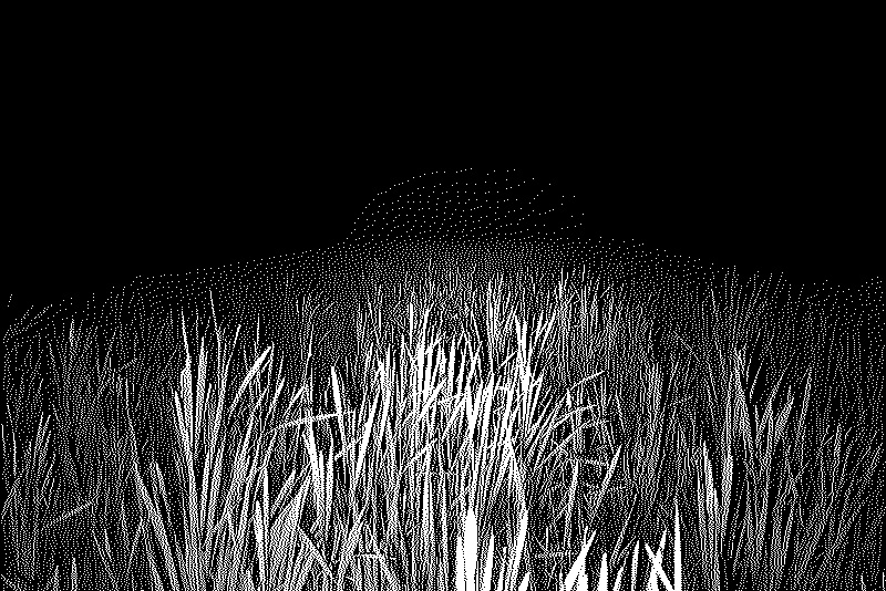 Tall grasses in a bog fading into darkness in the distance